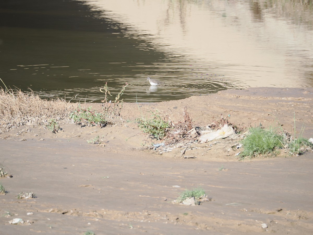 Green Sandpiper - ML645439888