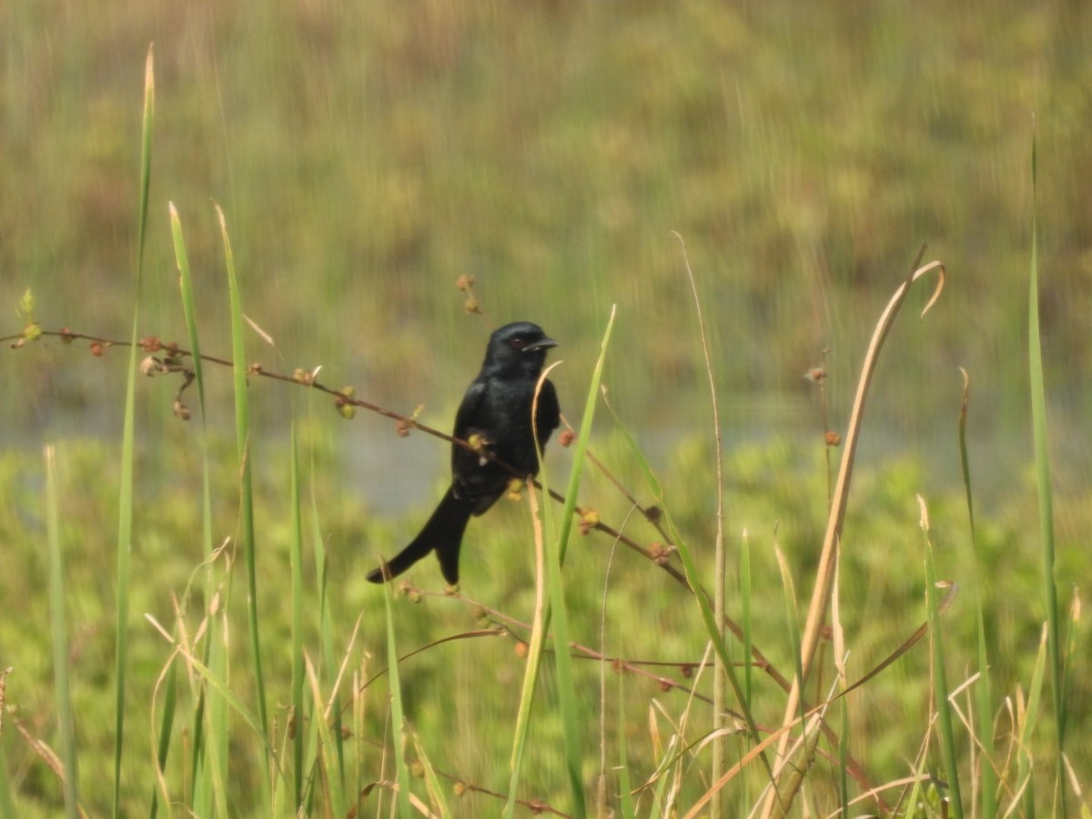 Black Drongo - ML645439889