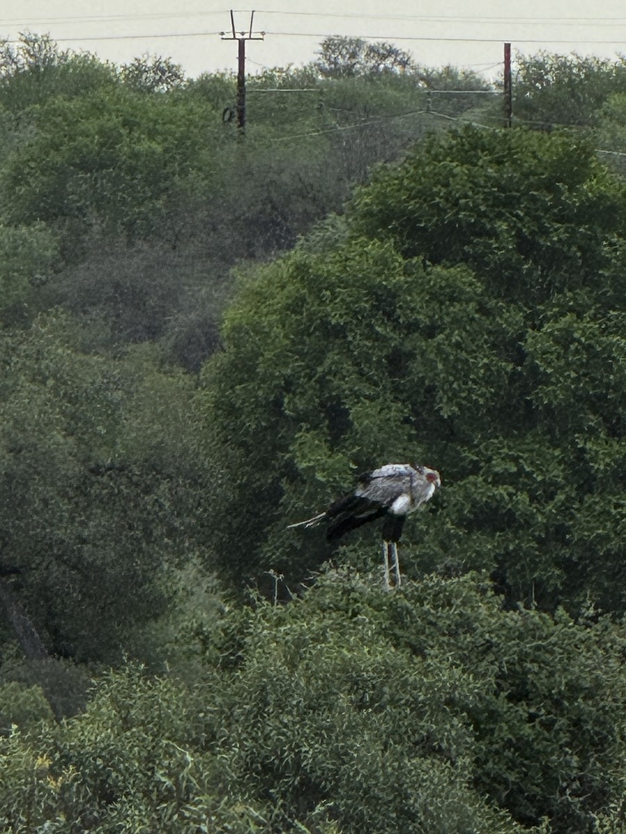 Secretarybird - ML645439895
