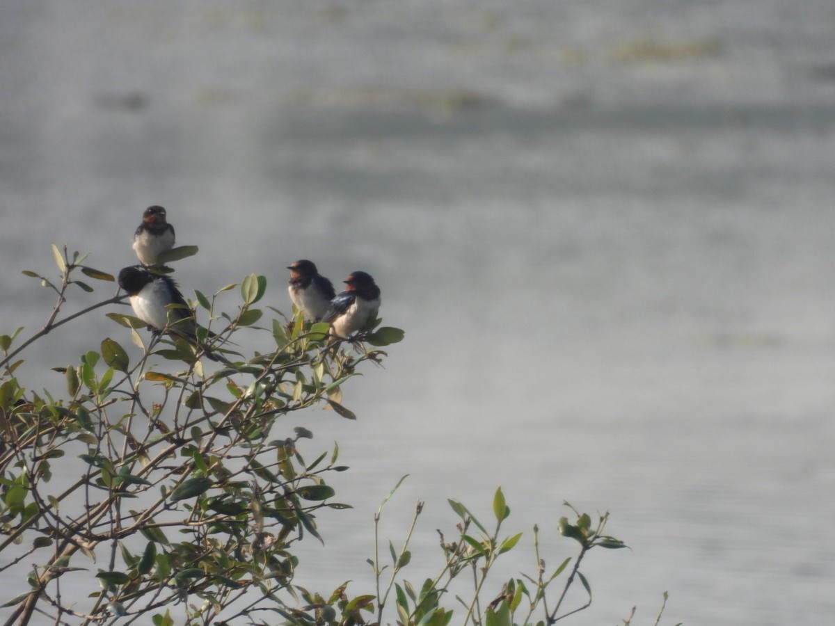 Barn Swallow - ML645439899