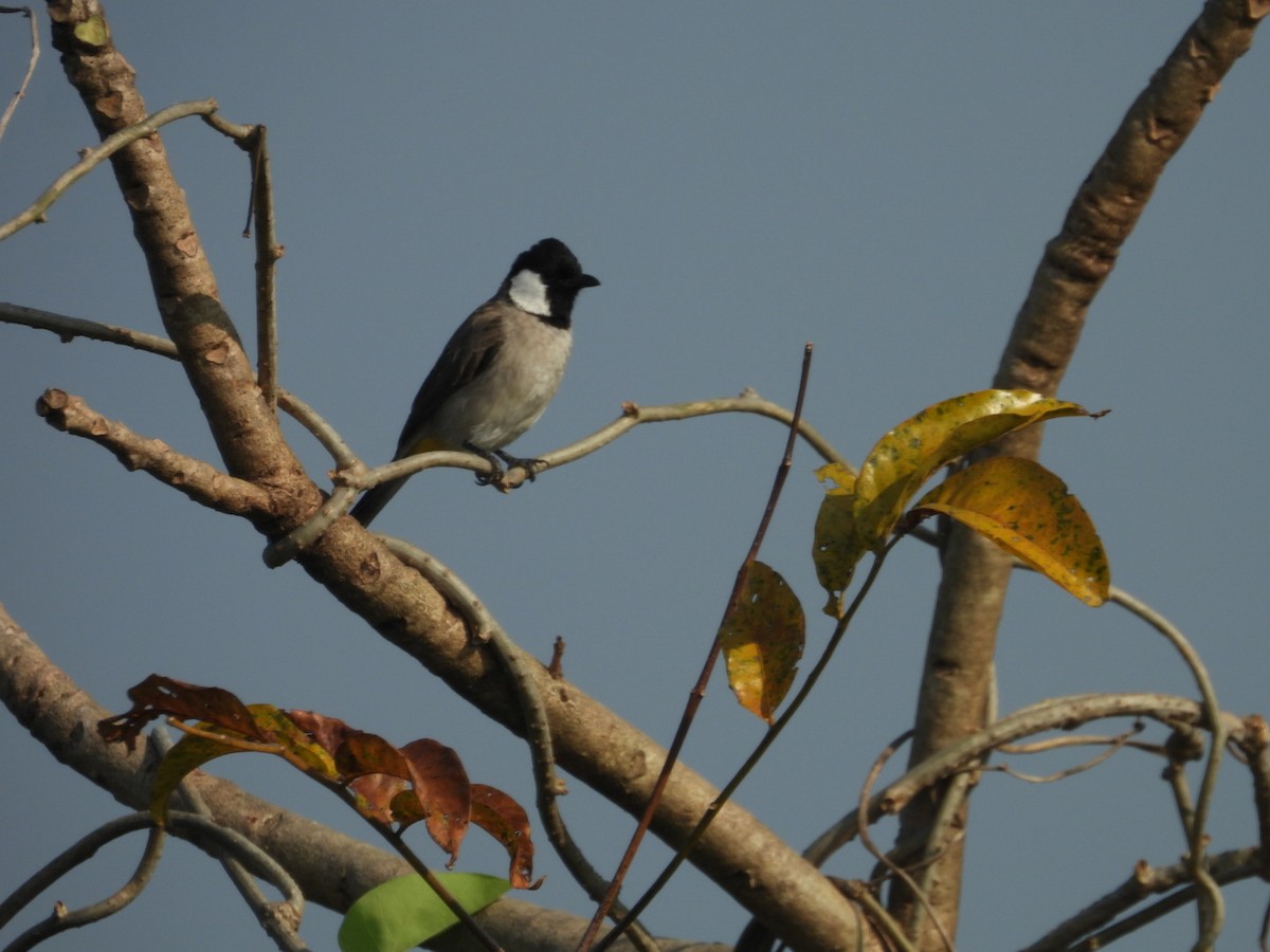 White-eared Bulbul - ML645439902