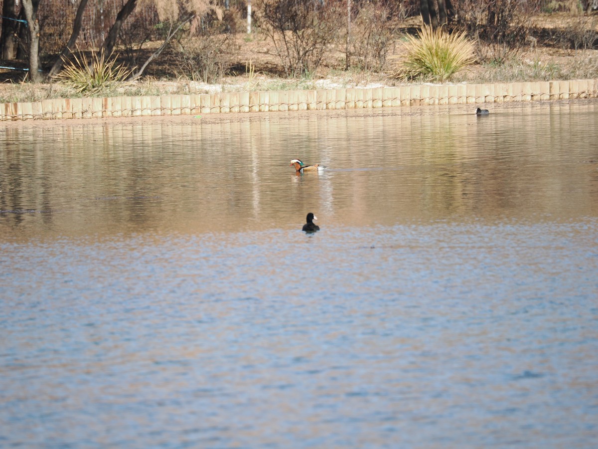 Мандаринка - ML645439903