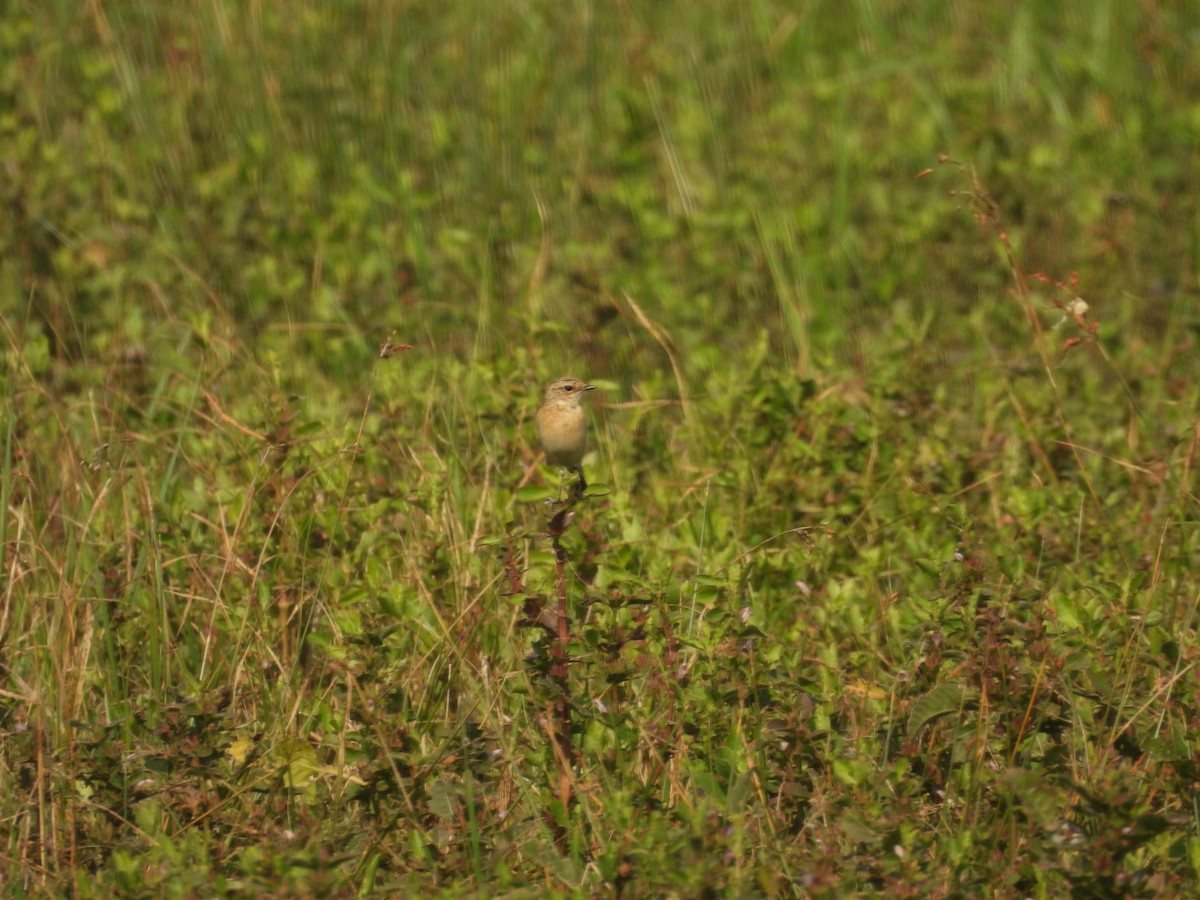 Siberian Stonechat - ML645439905