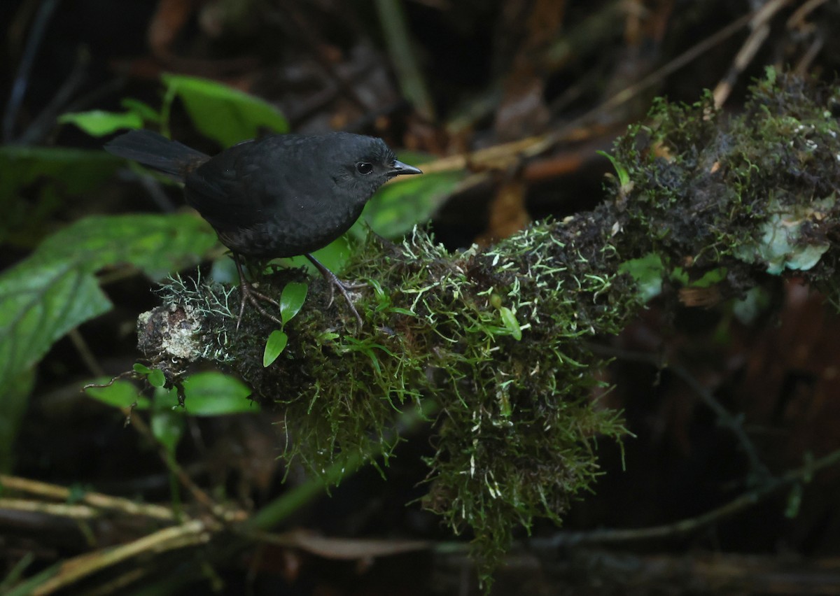 Long-tailed Tapaculo - ML645439908