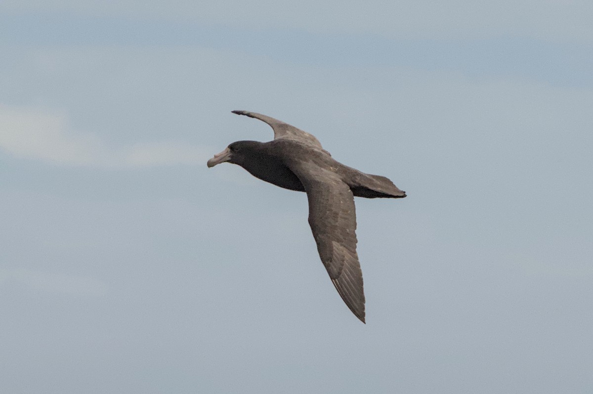 Southern Giant-Petrel - ML645439909