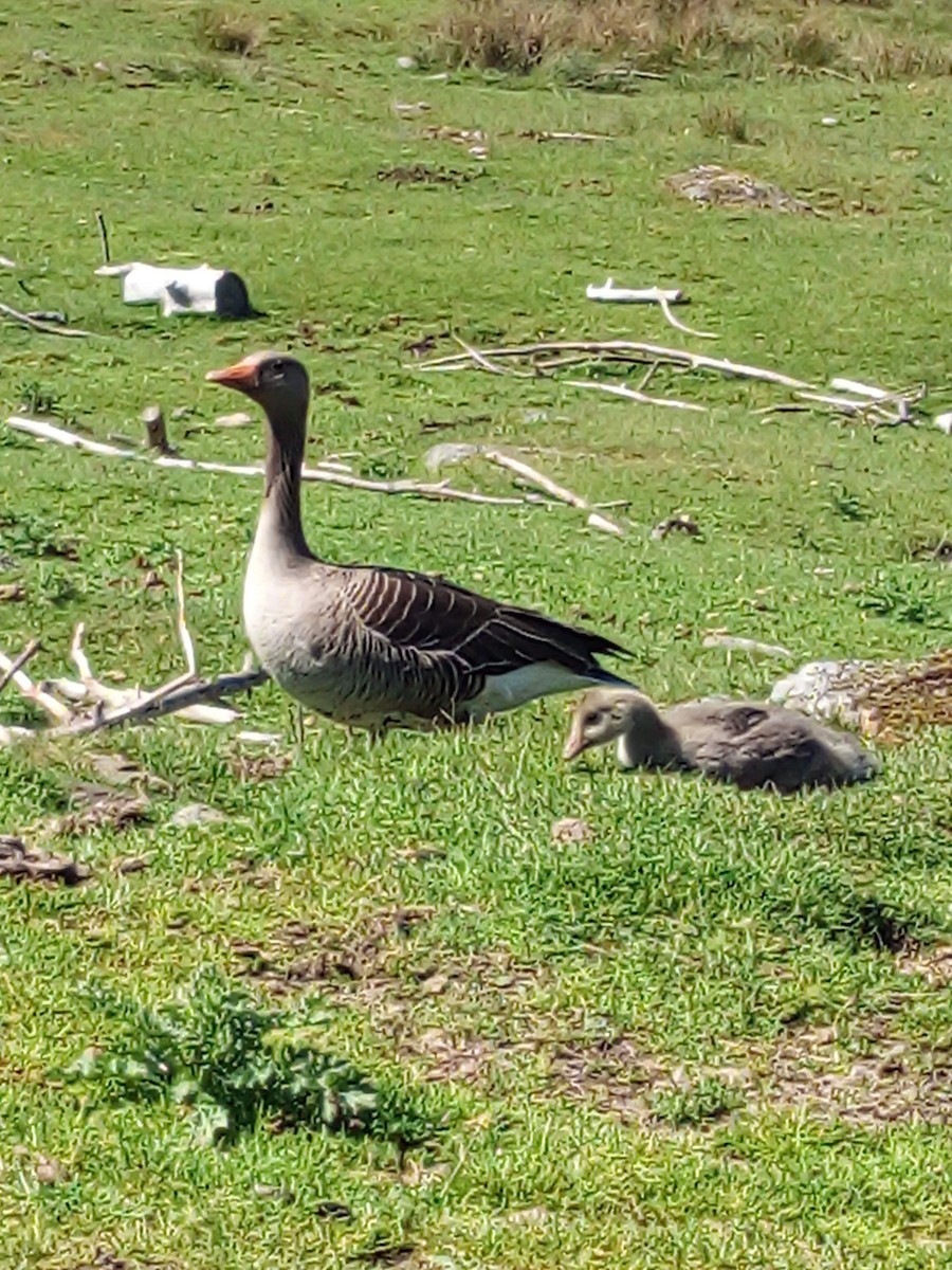 Graylag Goose - ML645439911