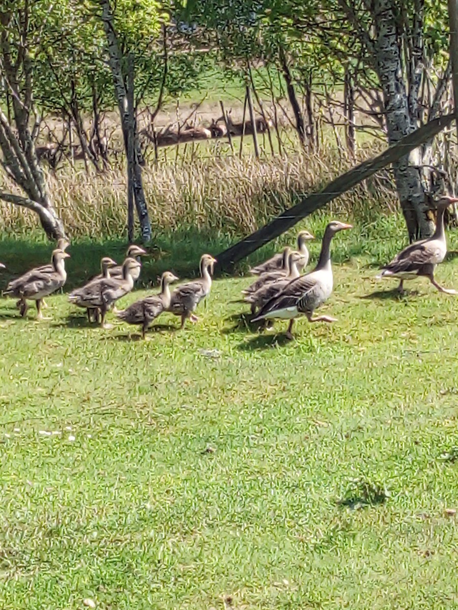 Graylag Goose - ML645439913