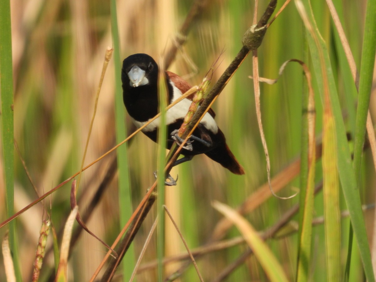 Tricolored Munia - ML645439915