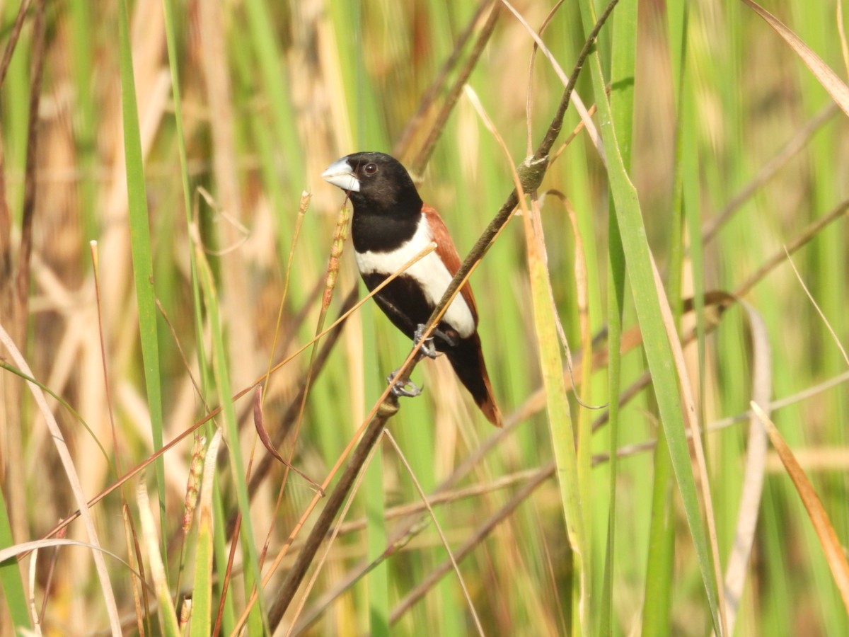 Tricolored Munia - ML645439916