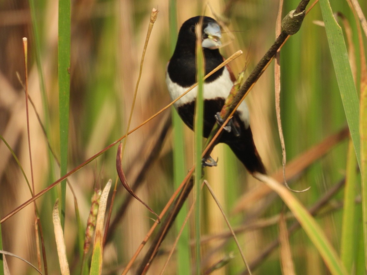 Tricolored Munia - ML645439917