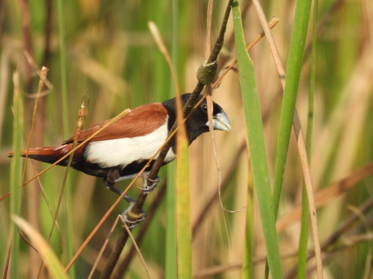 Tricolored Munia - ML645439918
