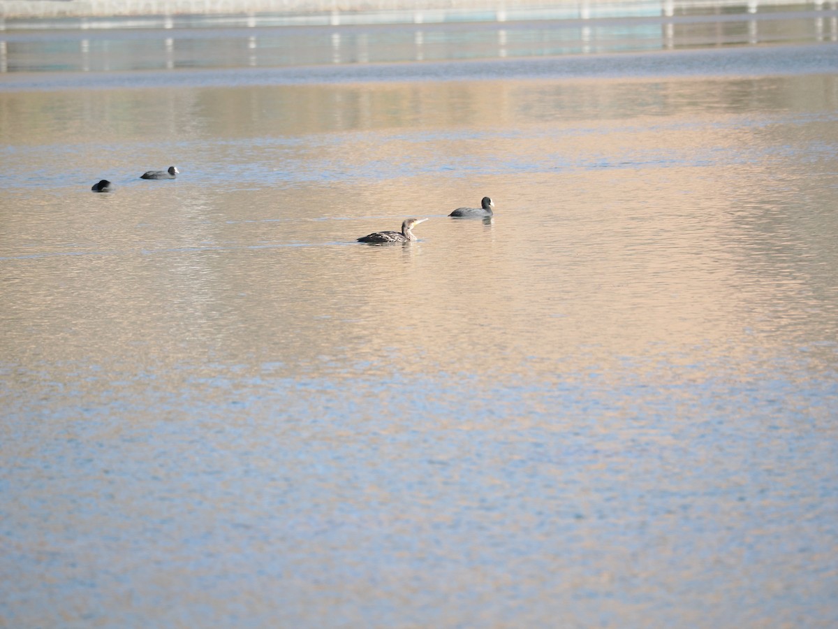 Kormoran (sinensis/hanedae) - ML645439922