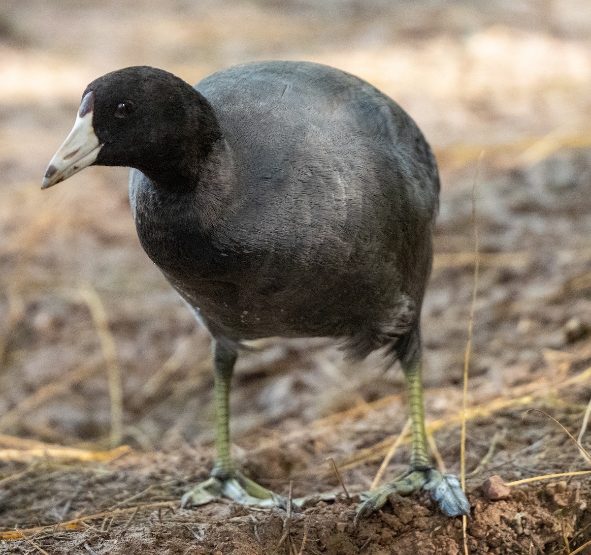 Foulque d'Amérique - ML645439927