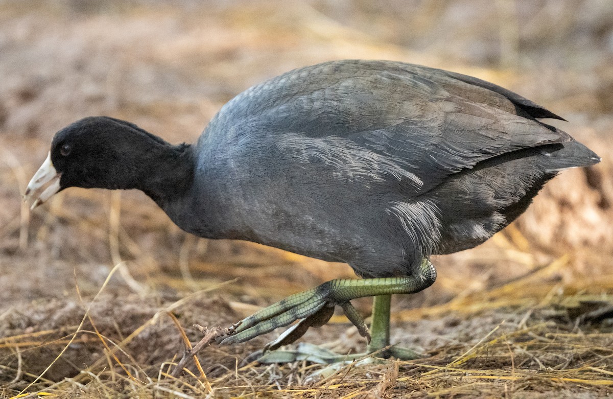 Foulque d'Amérique - ML645439928