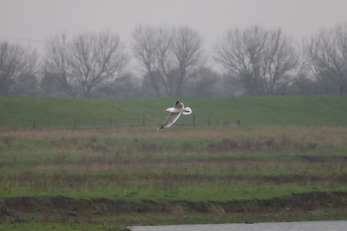 Yellow-legged Gull - ML645439936
