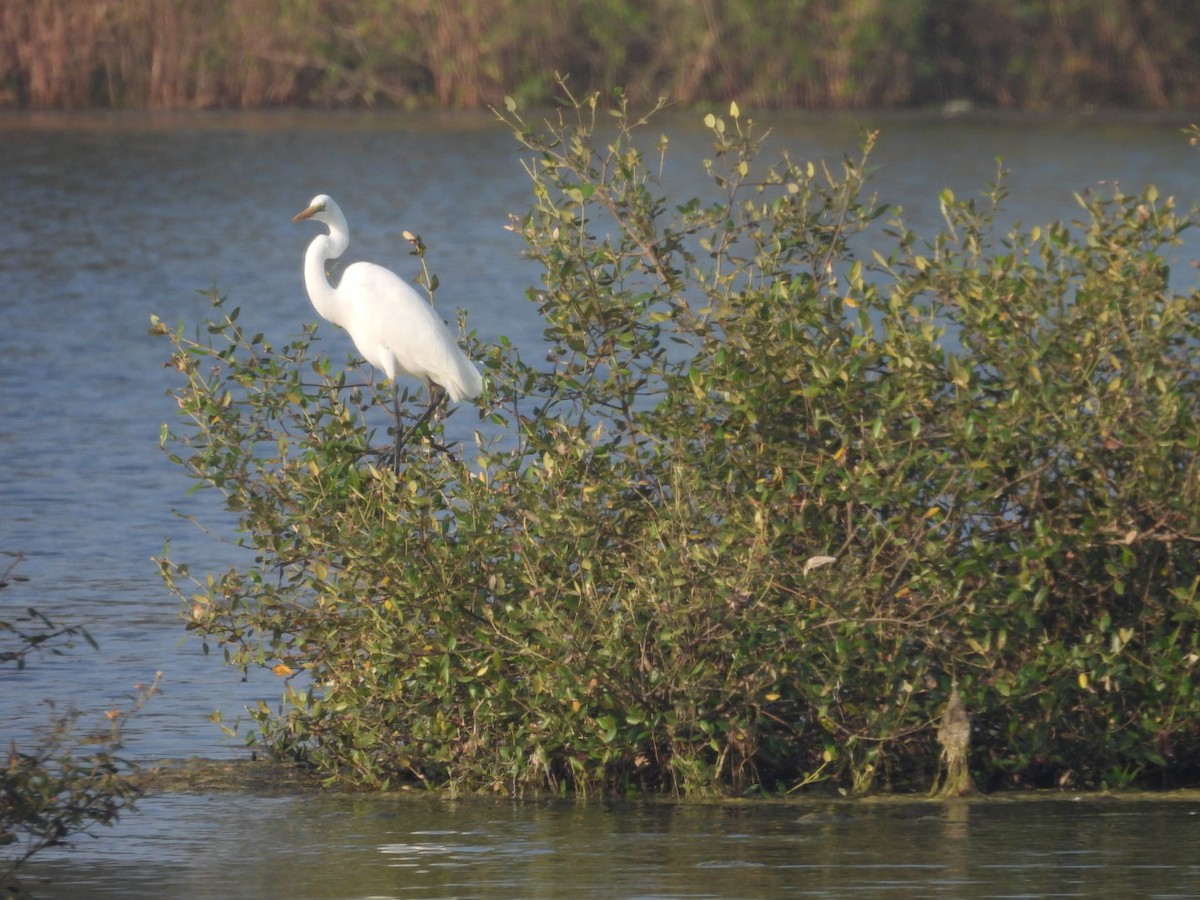 Medium Egret - ML645439937