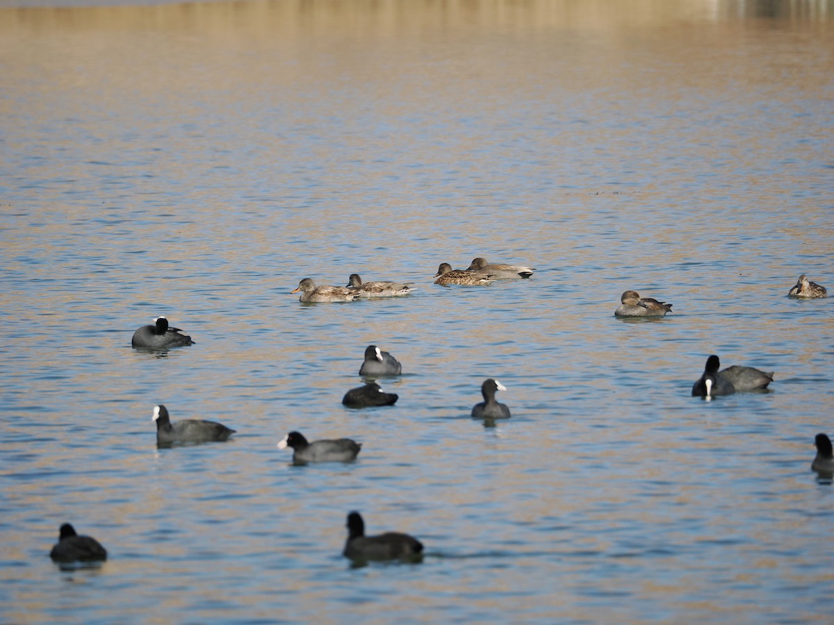 Gadwall - ML645439939