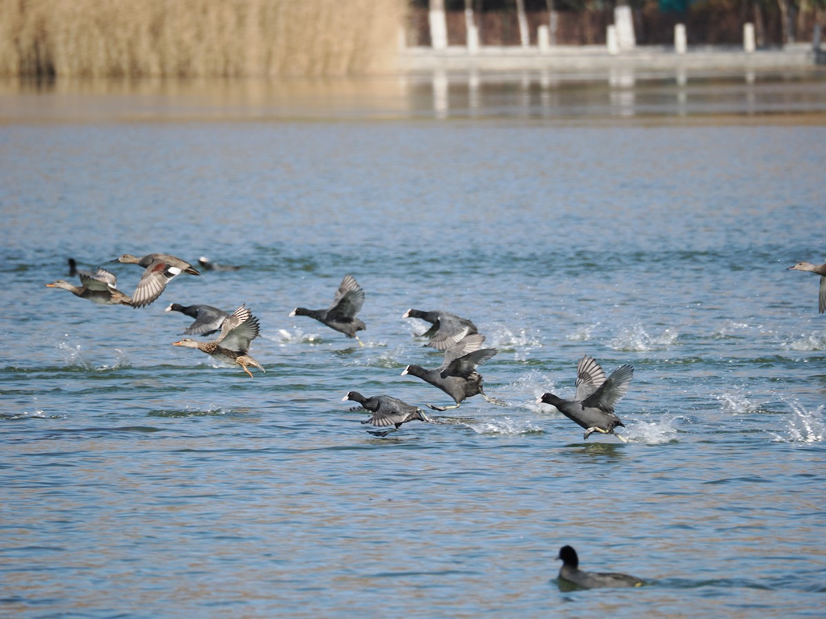 Eurasian Coot - ML645439949