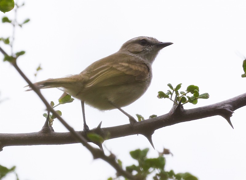 Tumbesian Tyrannulet - ML645439950