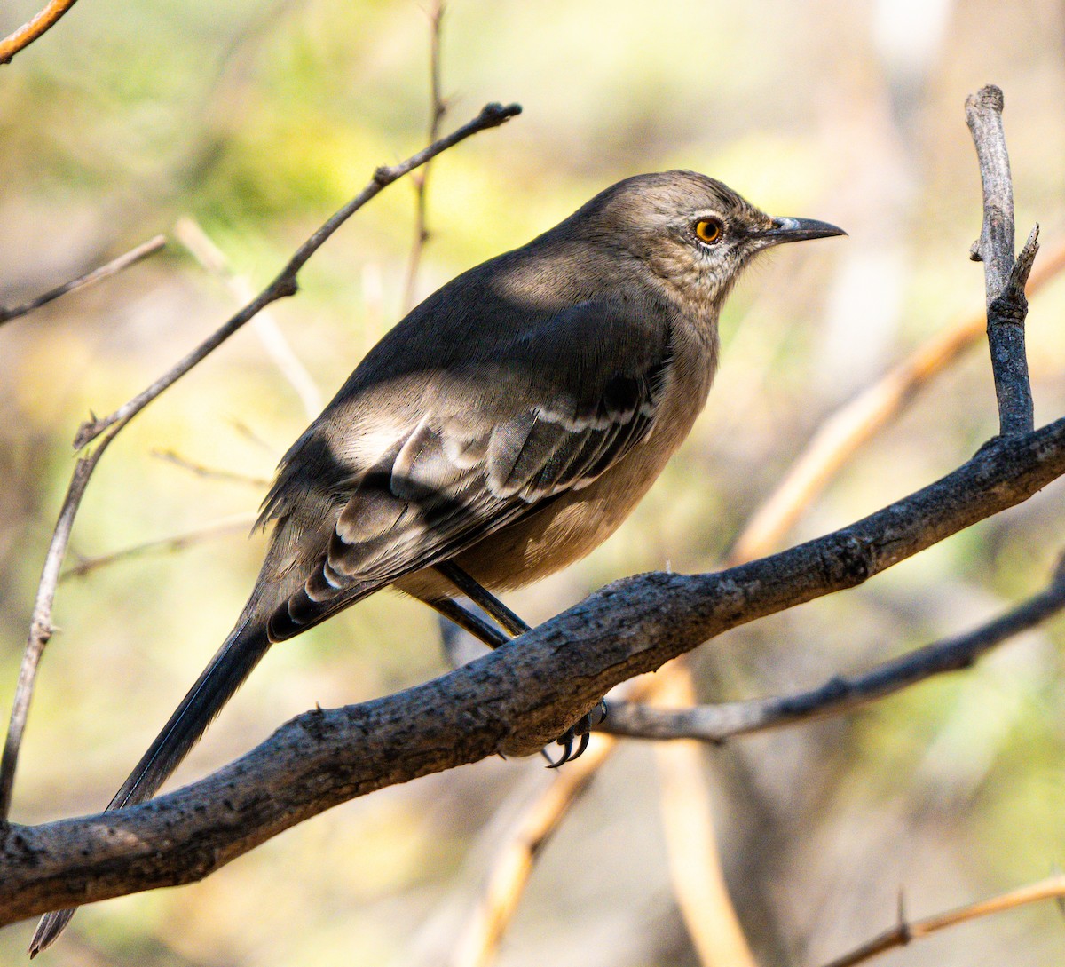 Moqueur à bec courbe - ML645439953