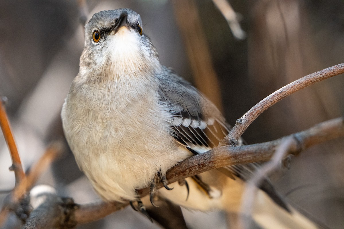 Moqueur polyglotte - ML645439962