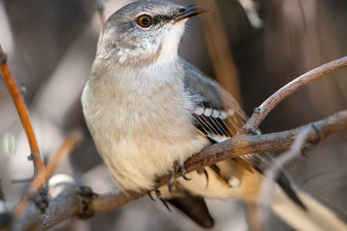 Moqueur polyglotte - ML645439963