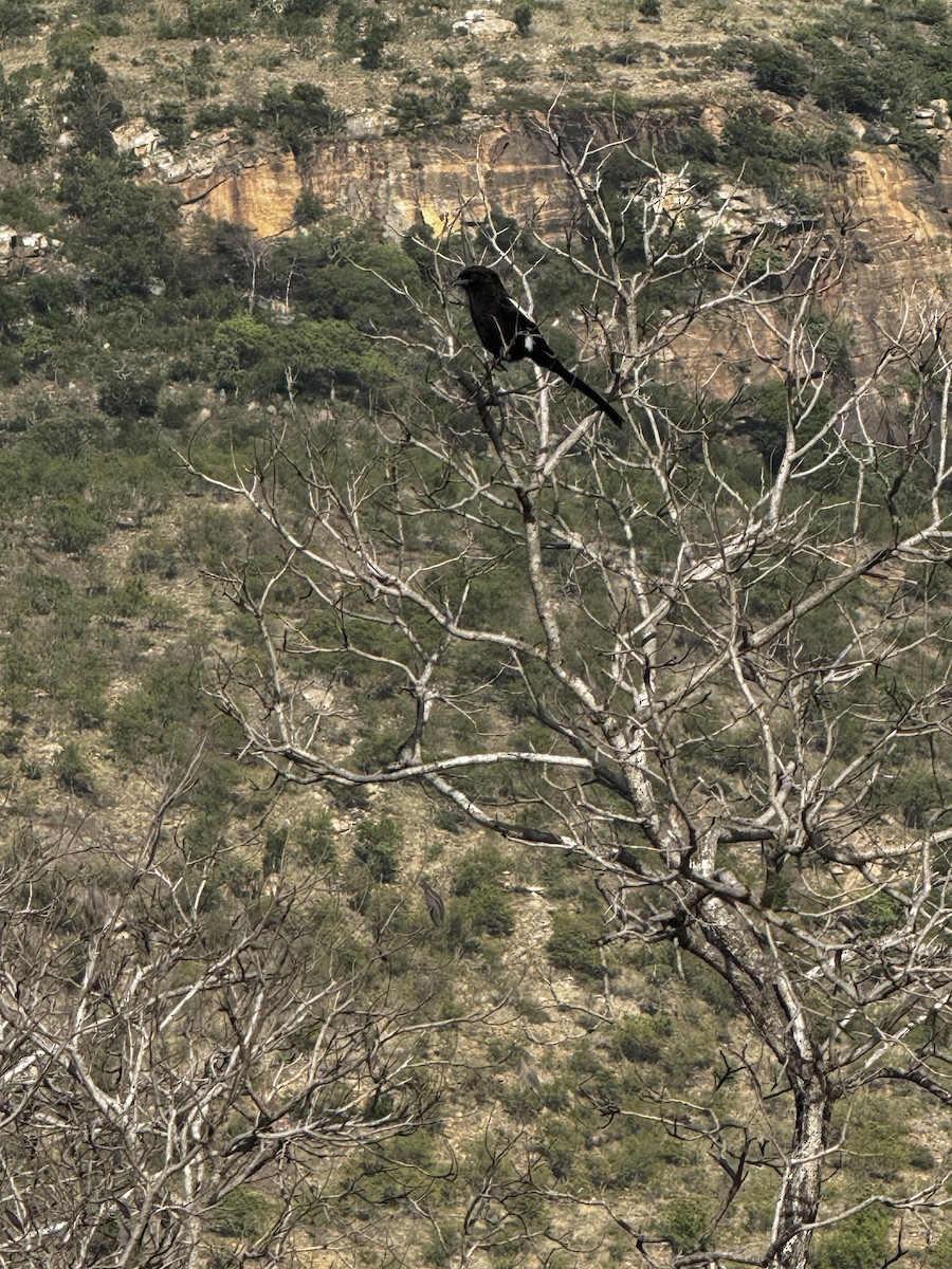 Magpie Shrike - ML645439964