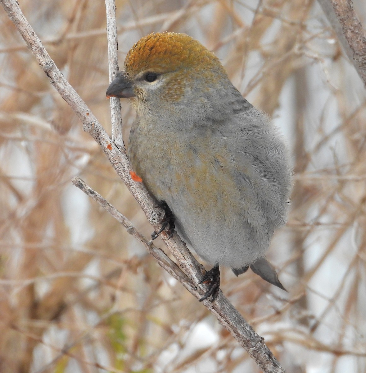 hýl křivčí - ML645439965