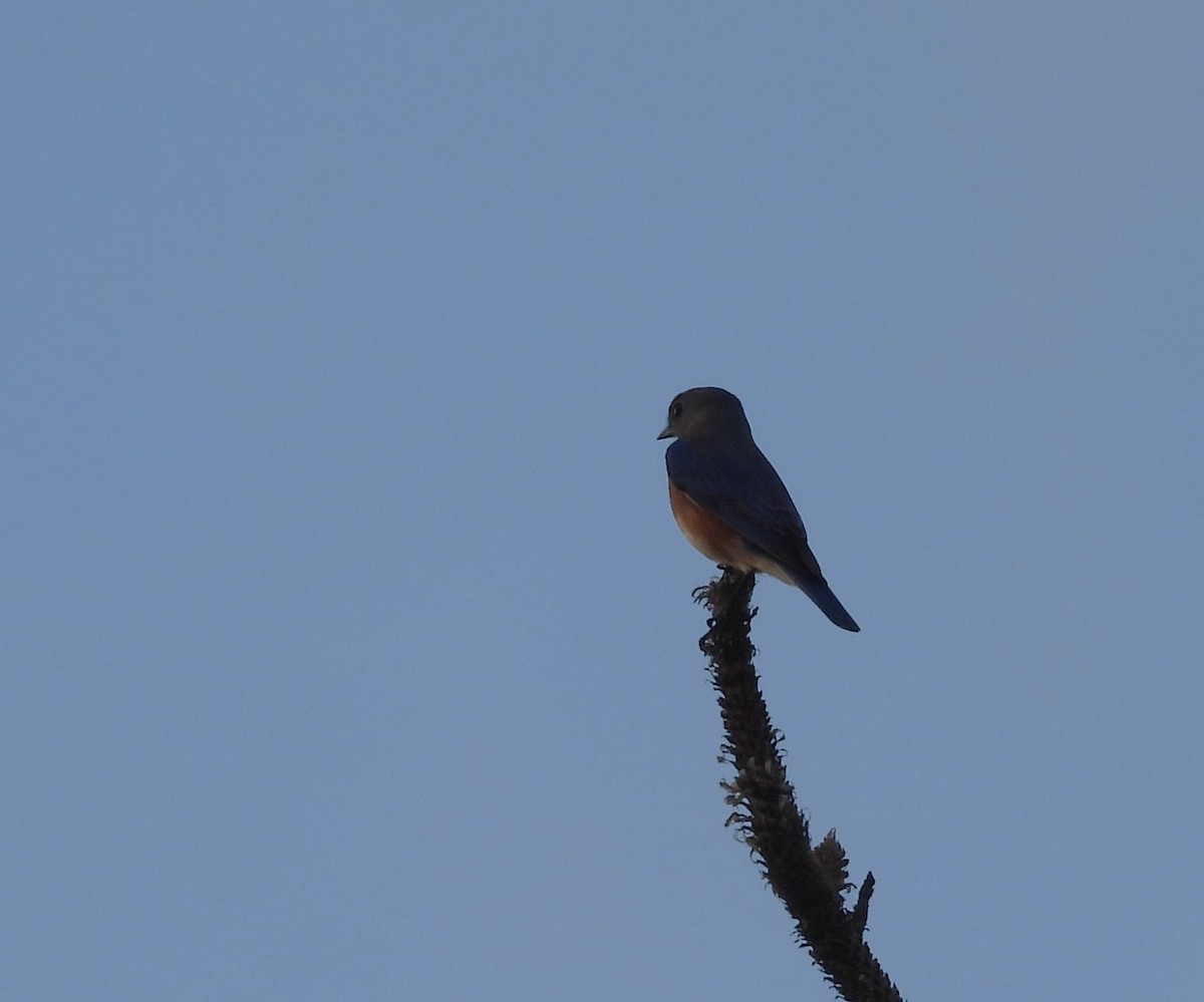 Azulejo Oriental - ML645439968