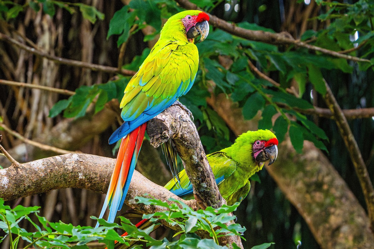 Great Green Macaw - ML645439970