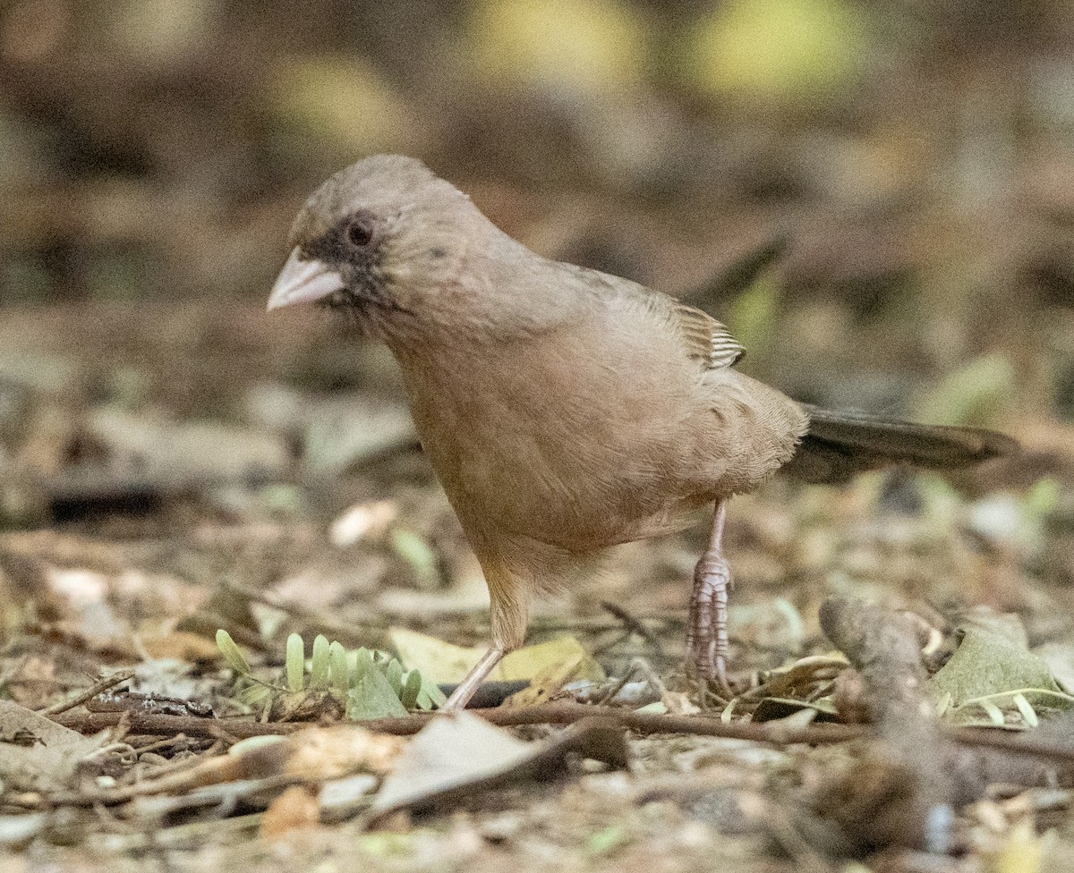 Tohi d'Abert - ML645439977