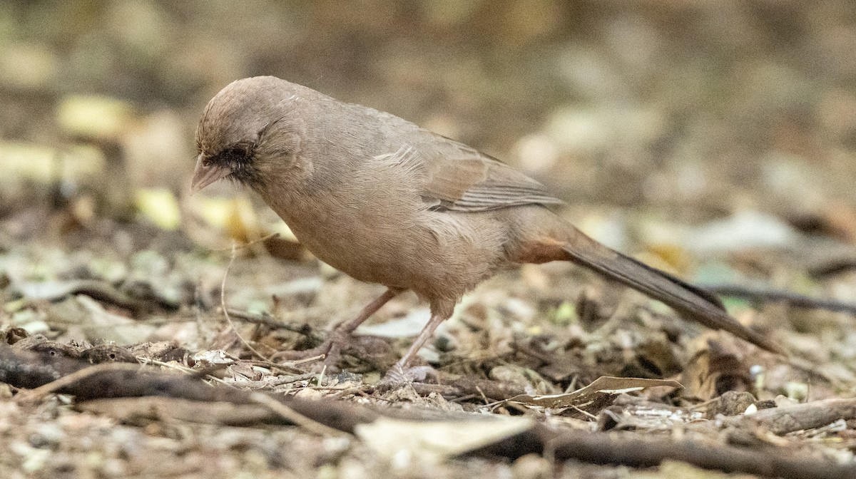 Tohi d'Abert - ML645439978