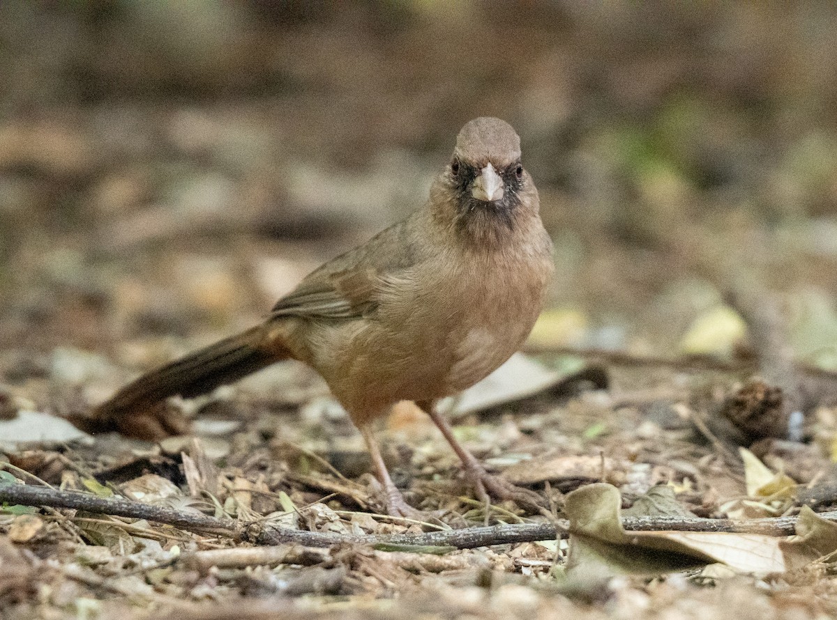 Tohi d'Abert - ML645439979