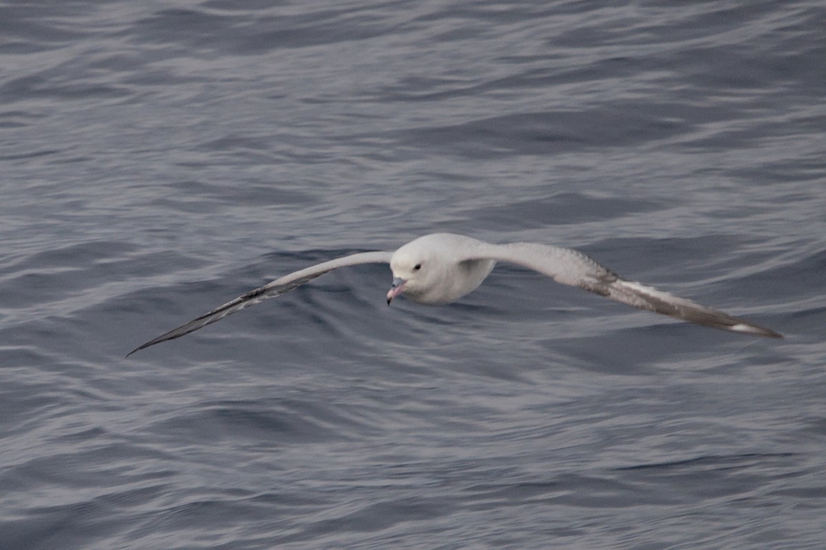 Southern Fulmar - ML645439981