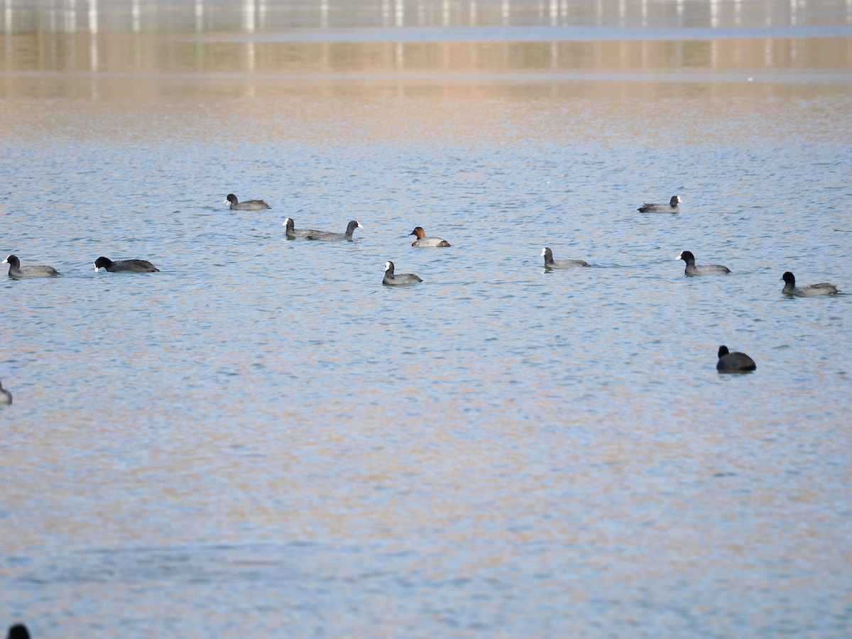 Common Pochard - ML645439984