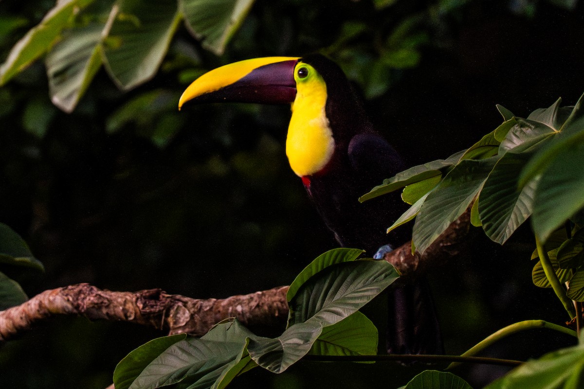 Yellow-throated Toucan - ML645439986