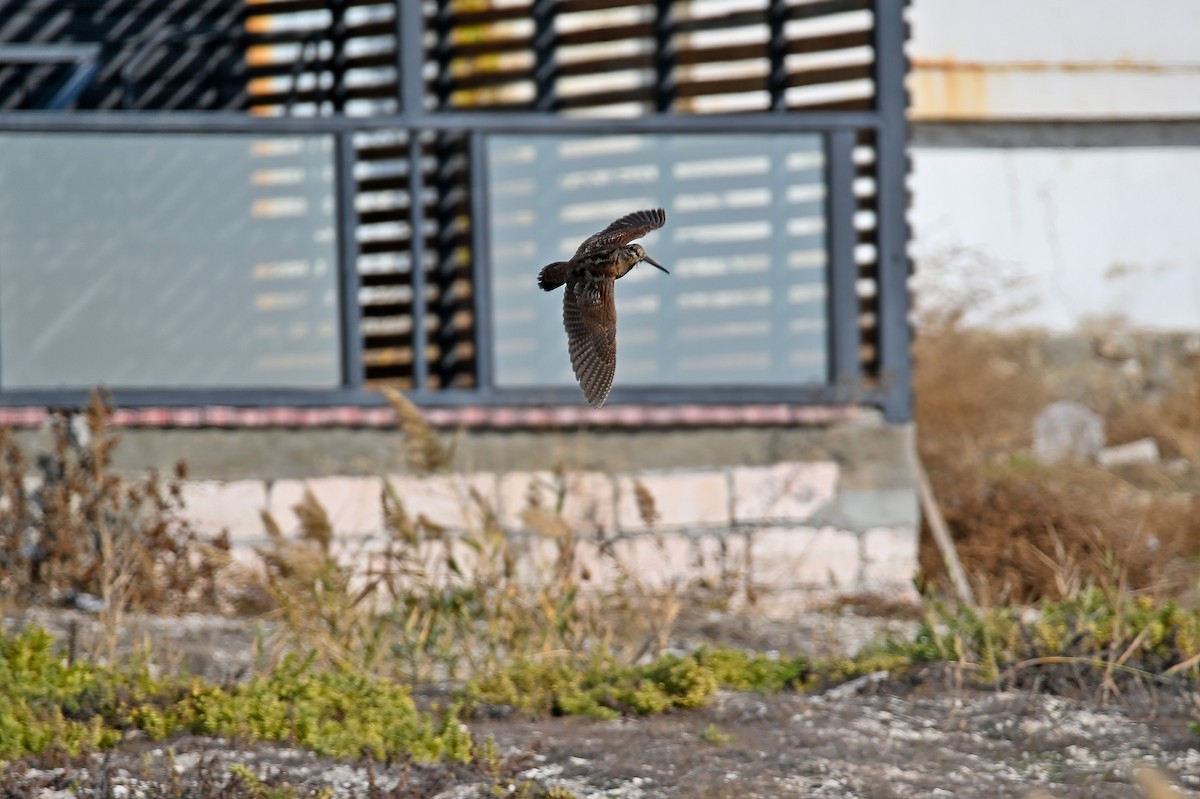 Oilagor eurasiarra - ML645439988