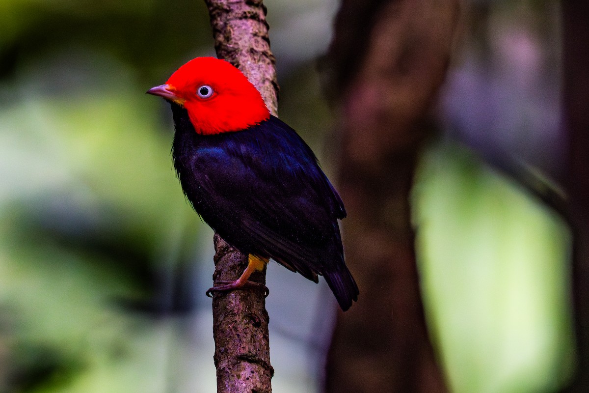 Red-capped Manakin - ML645439989