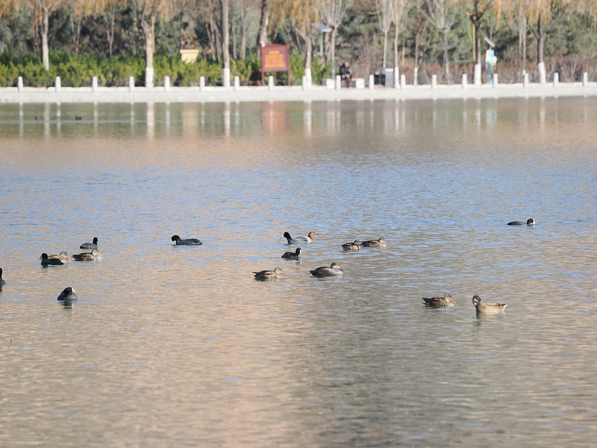 Tafelente - ML645440003