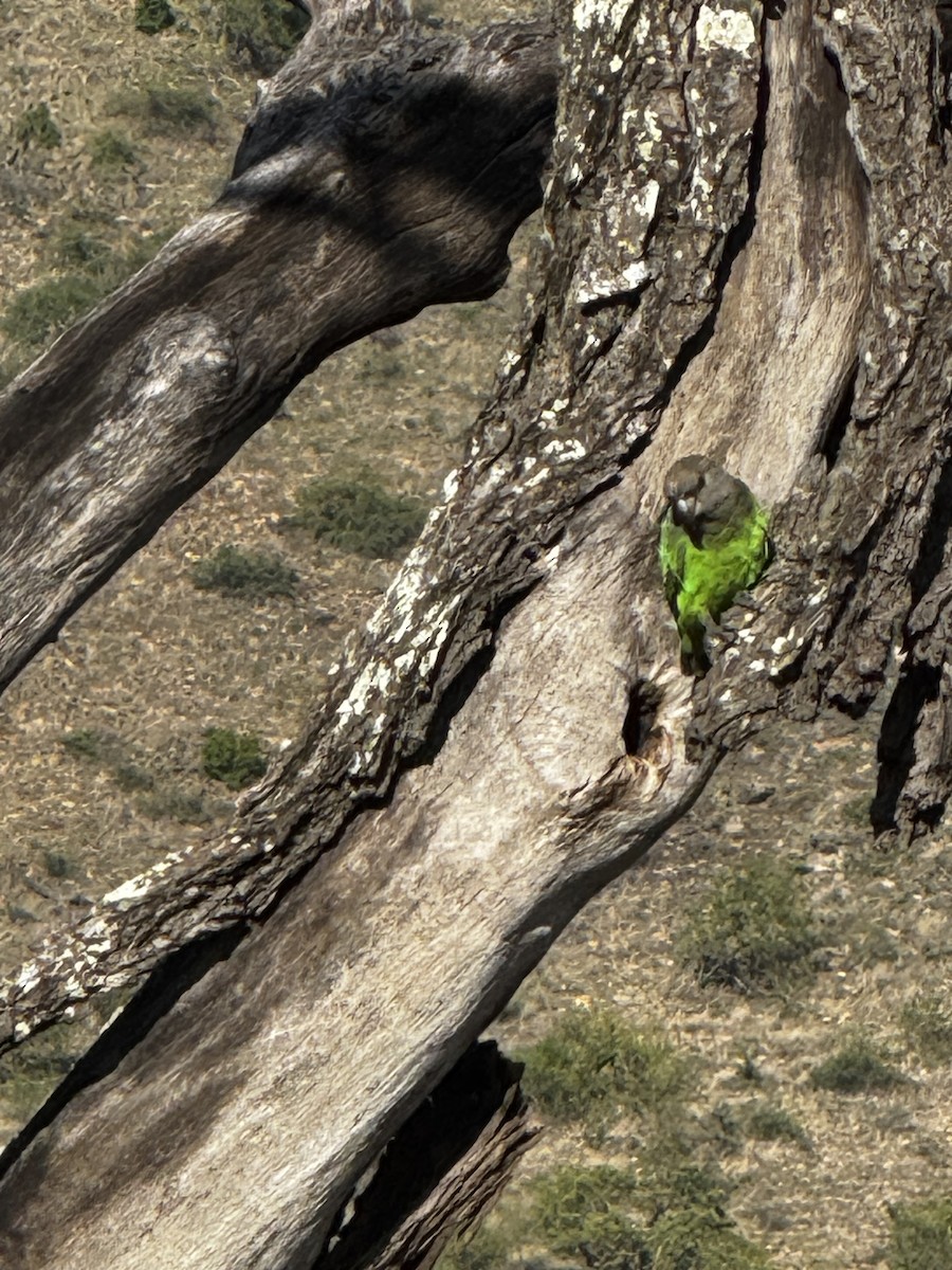 チャガシラハネナガインコ - ML645440009