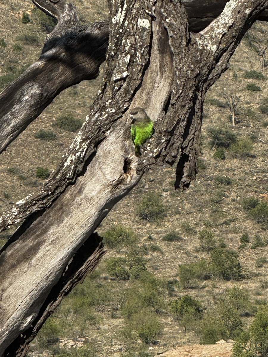 チャガシラハネナガインコ - ML645440010
