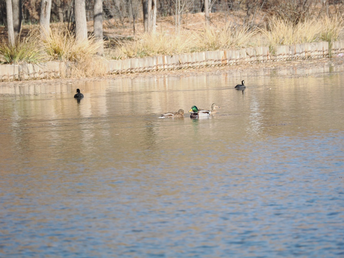 Stockente - ML645440011