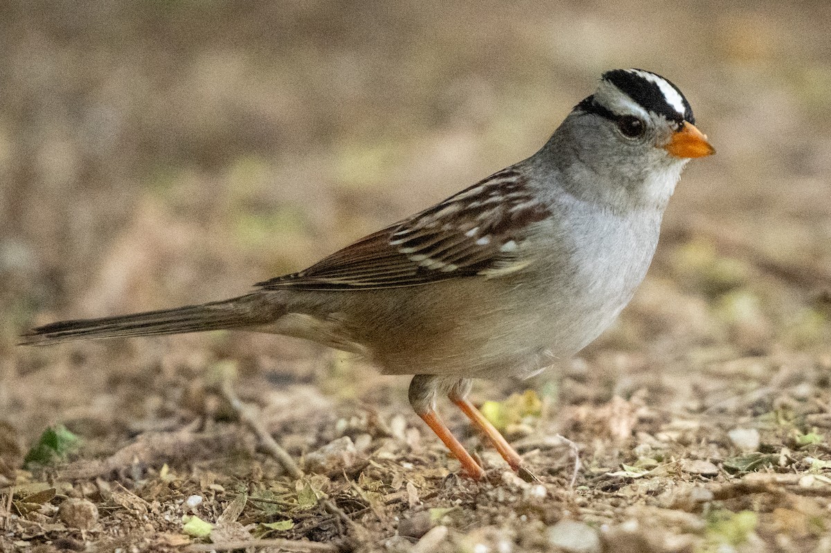 Bruant à couronne blanche - ML645440016
