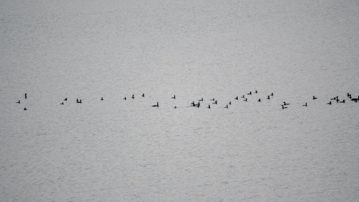 Kormoran - ML645440026