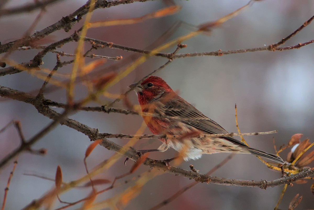 House Finch - ML645440027