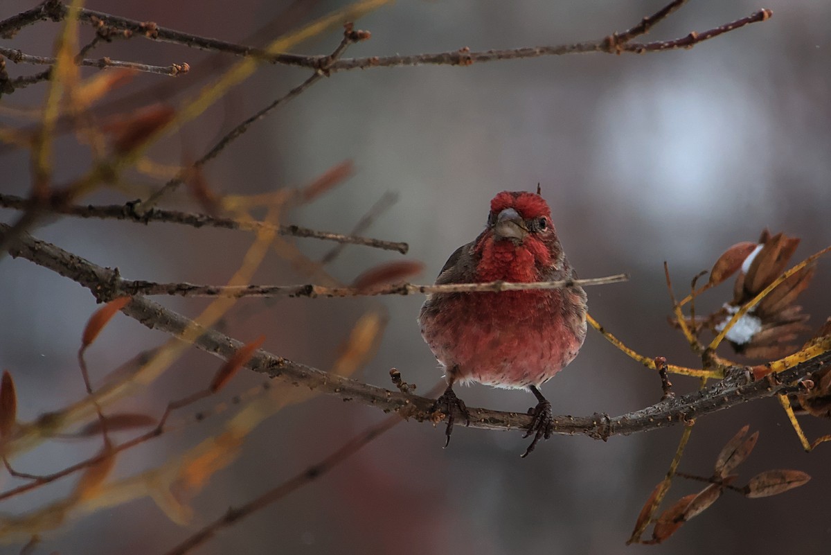 House Finch - ML645440032