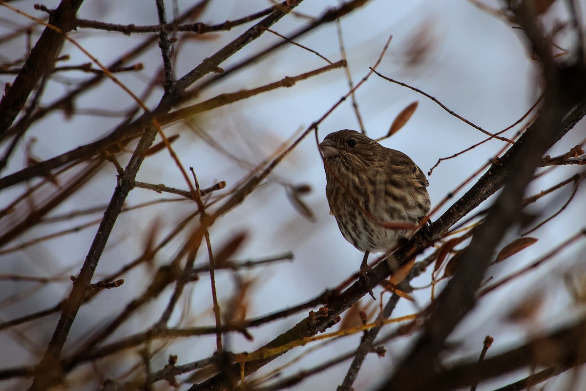House Finch - ML645440033