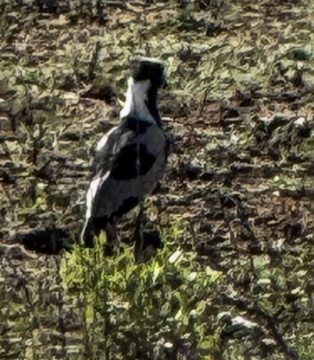 Blacksmith Lapwing - ML645440034