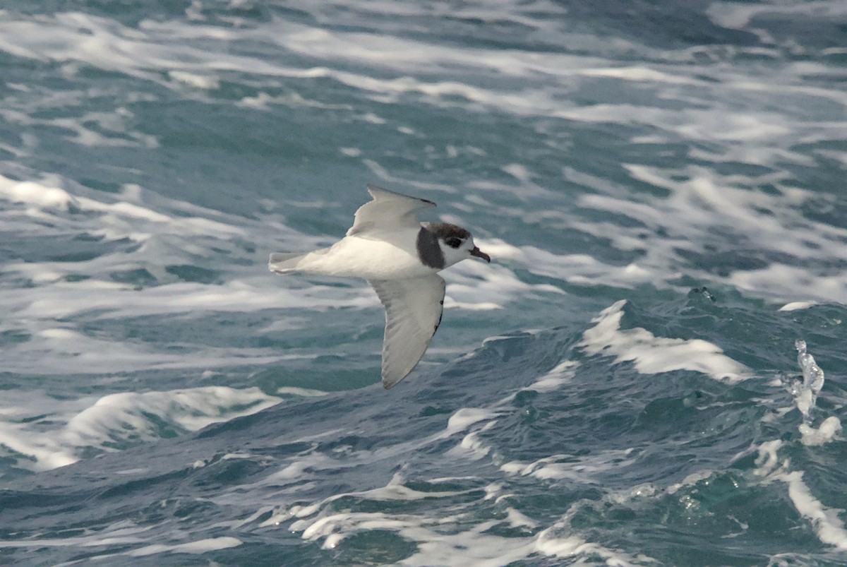 Голубой буревестник - ML645440038