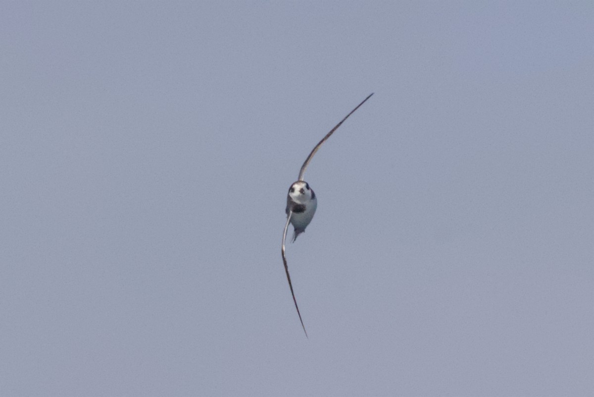 Голубой буревестник - ML645440039